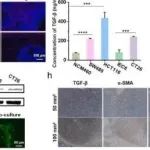 Bioact Mater丨厦门大学田华雨等团队研究发现CRCs-CAFs 串扰靶向纳米递送系统可有效抑制结直肠癌