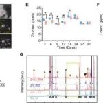 Bioact Mater丨北京大学郑玉峰等团队研究发现用锂微调锌基植入物的生物降解可通过免疫调节促进骨整合