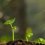 中科院分子植物科学卓创中心唐威华研究组在国际著名期刊发表研究成果，揭示小麦单细胞对镰孢菌侵染进程应答全景图