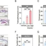 Adv Sci丨重庆医科大学陈承志等人研究揭示了砷暴露会破坏小鼠的肠道屏障并改变其肠道微环境