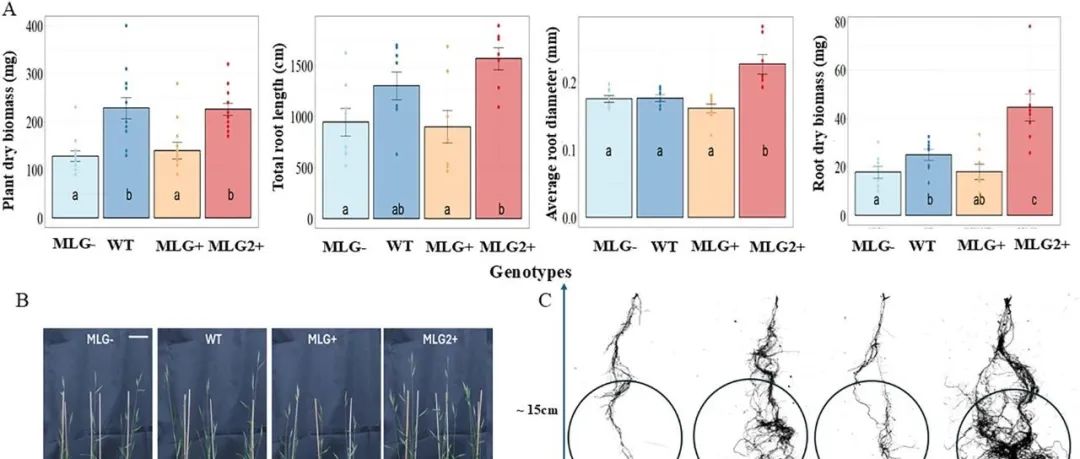 根际碳循环丨SOIL BIOL BIOCHEM：转基因草本植物中混合链接（1,3;1,4）-β-葡聚糖含量升高可能影响土壤碳循环