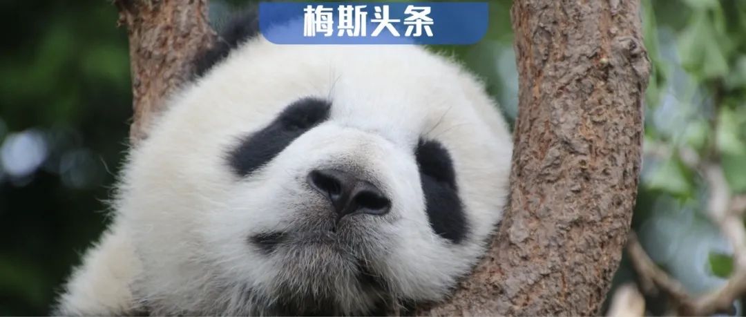 长期熬大夜会怎么样？Nature和子刊：线粒体疯狂开裂，变小变圆，触发全脑氧化；超过临界点，推高死亡风险，且损伤不可逆