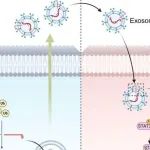 Cancer Res | 浙江大学张杰等团队研究发现PD-1增强髓源性抑制细胞活性促进肿瘤免疫逃逸