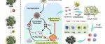 ACS Nano：生物矿化纳米材料——用于金属离子协同癌症治疗