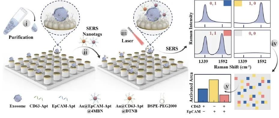 ACS Sensors：WLM-Exo平台用于外泌体表型分析与定量研究