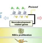Cell Death Differ | 西安交通大学张智超等团队发现H3K4me3和H3K27me3调节小鼠出生后齿状回发育
