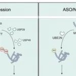 Autophagy | 暨南大学李晓江/殷鹏研究为突变HTT所致神经退行性疾病提供潜在药物治疗策略