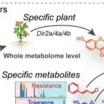 PNAS | 南京农业大学王明/邢光南研究建立生物活性代谢物遗传调控系统框架，揭示植物防御机制并指导代谢抗性策略应用