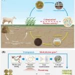 浙江大学马奇英团队ES&T：土壤中植酸利用的生物地球化学途径——植物和微生物策略