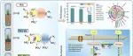 西安理工大学赵亚乾团队CEJ：水厂污泥与生物炭和黄铁矿耦合作为湿地基质以强化脱氮与减缓温室气体排放——协同机制的首例研究