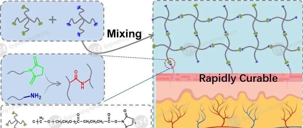 可原位化学交联、快速创面封堵水凝胶：双联混合即配式PEG水凝胶