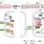 Nat Chem Biol | 南方科技大学饶枫团队发现IP7是促癌代谢物，揭示"屏障内吞调控枢纽"可作为炎症性肠癌的治疗靶点