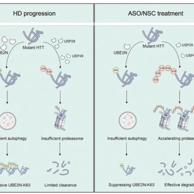 Autophagy | 暨南大学李晓江/殷鹏研究为突变HTT所致神经退行性疾病提供潜在药物治疗策略