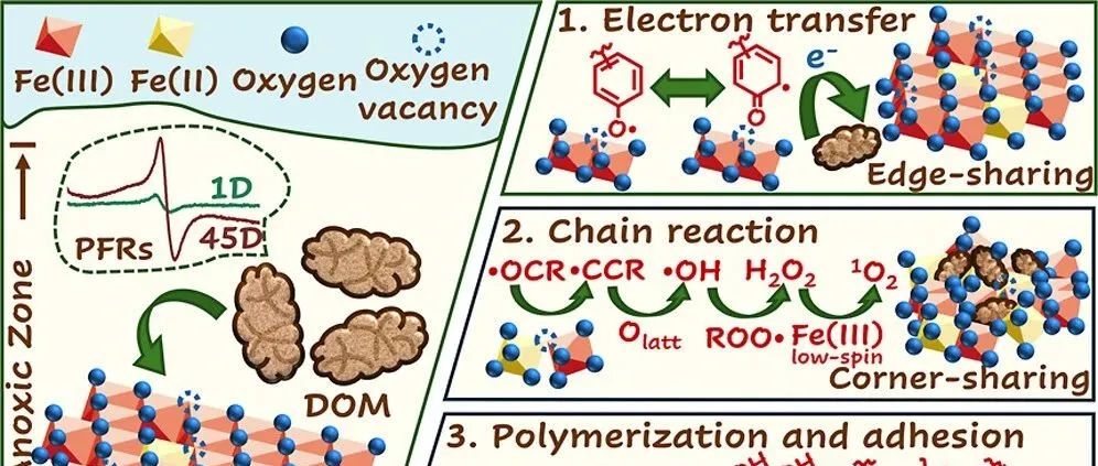 【视点】广东工业大学孙水裕教授团队：水铁矿氧空位促进秸秆分解溶解性有机质的表面聚合作用