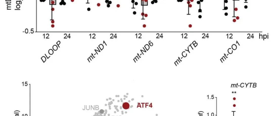 Science | 线粒体限制叶酸获取以实现胞内病原体抵御