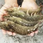 《食品科学》：浙江海洋大学姜维研究员等：负载杨梅渣花青素双层纳米纤维膜的制备及其在虾新鲜度监测中的应用
