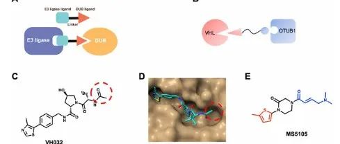 JACS|PRO-DUBTAC平台实现肿瘤抑制性E3泛素连接酶蛋白的稳定化