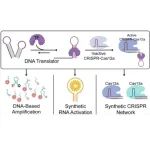 JACS：利用结构切换DNA转换器，由转录因子驱动的合成CRISPR网络