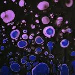 mRNA-seq项目文章 | 抑制NFAT5介导的星形胶质细胞肿胀可缓解神经病理性疼痛