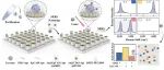 ACS Sensors：WLM-Exo平台用于外泌体表型分析与定量研究