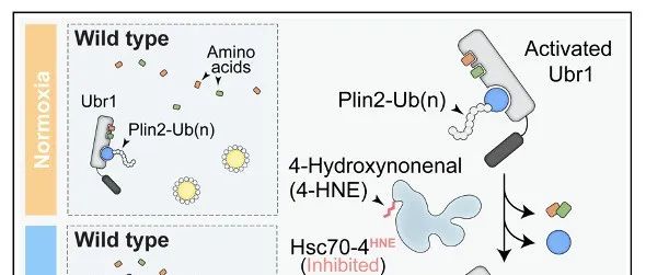 朱健团队揭示氧化应激下脂滴积累的分子机制