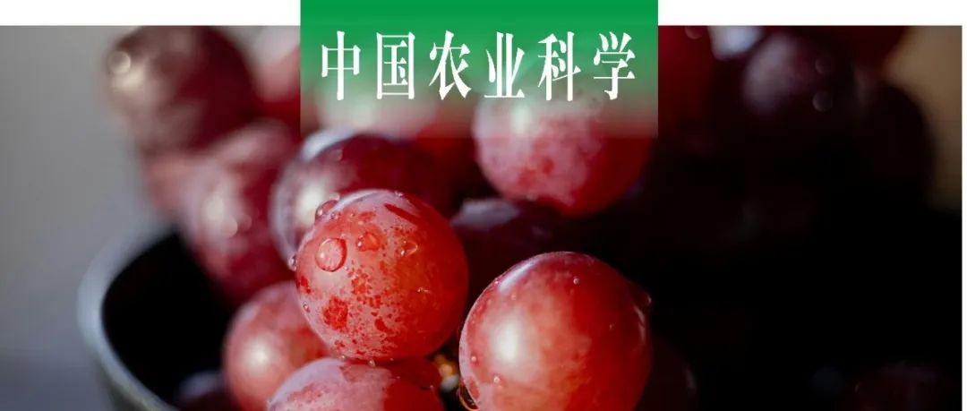 中国农业科学 | 北京市农林科学院孙磊课题组多组学联合解析红色玫瑰香型葡萄品种转色过程中单萜和花色苷积累规律