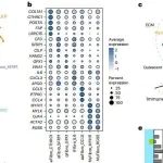 Nat Cancer | 同济大学王晨飞/吴秋发现泛癌中广泛存在促纤维化生态位调控肿瘤免疫！