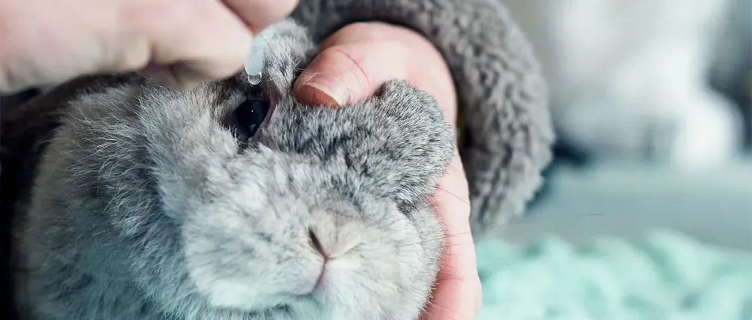 鼠鼠、兔兔拯救者？器官芯片和AI算法正在取代动物实验