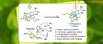 【JACS】埃默里大学代明骥团队：通过自由基环化实现 (–)-Psathyrin A 的全合成