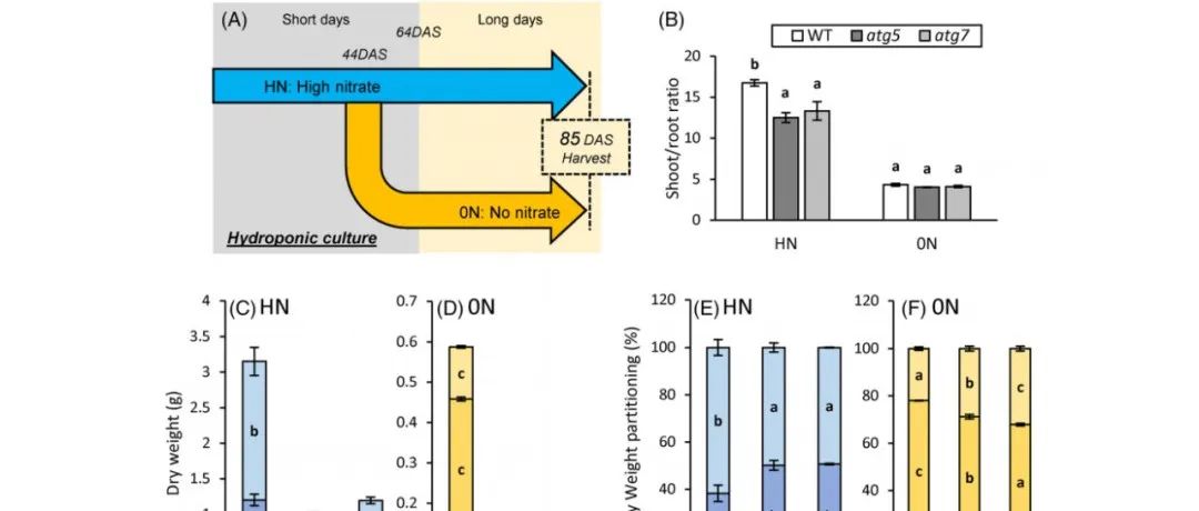 【文献解读】诺曼底大学团队发现拟南芥自噬突变体根部V-ATP酶和氨基酸分解代谢受到干扰并影响水利用效率和三羧酸代谢
