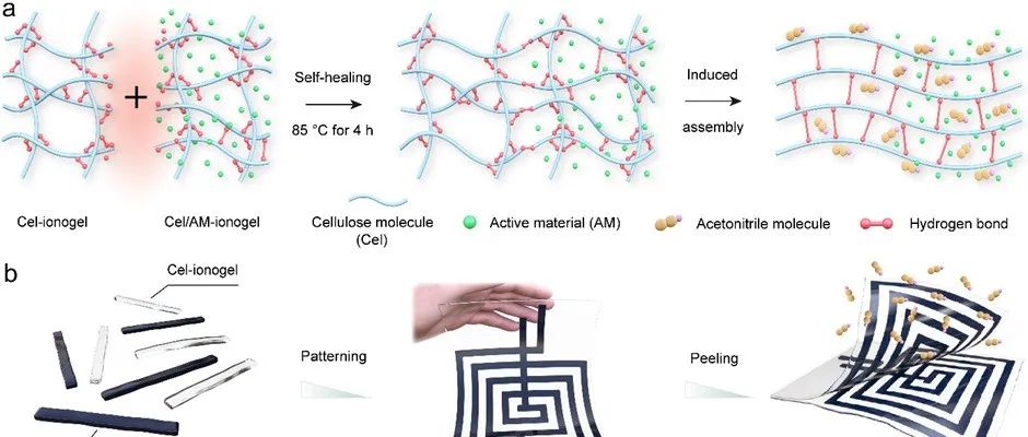 沈化赵大伟/东林于海鹏/盛京医院孙丽莎AFM:分子诱导实现超薄纤维素离子凝胶图案化制备