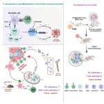 Cell Rep Med | 张连军/孙海汐/张力元/王宸合作发现新型T细胞工程化策略增强DC-T细胞“协同作战”以控制实体肿瘤