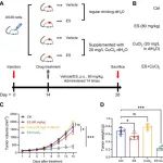 Cancer Res | 苏州大学刘泽毅/黄建安研究发现KRASG12驱动肺腺癌依赖ATP7A铜代谢稳态