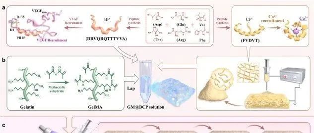 《Biomaterials》：如何利用血管生成肽与钙结合肽协同水凝胶实现骨血管一体化再生？