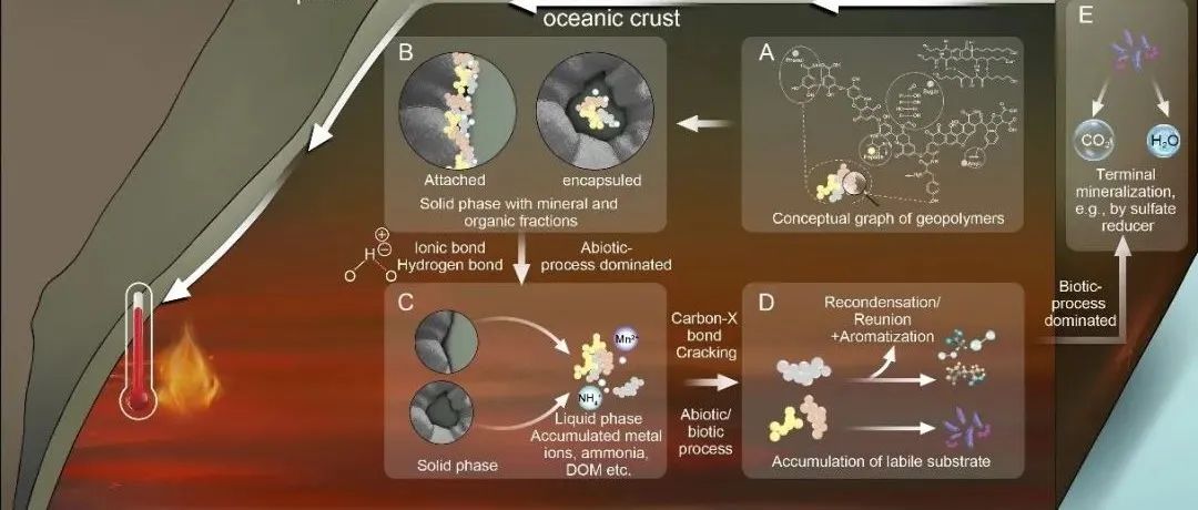 华南植物园在《Science Advances》发文！提出微生物碳泵的反向运行机制