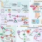 ACS Nano：生物膜响应性纳米抗生素可降解胞外聚合物基质和降低致病性以对抗耐药细菌感染