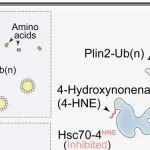 Mol Cell | 北京大学朱健等揭示了氧化应激下脂滴积累的分子机制