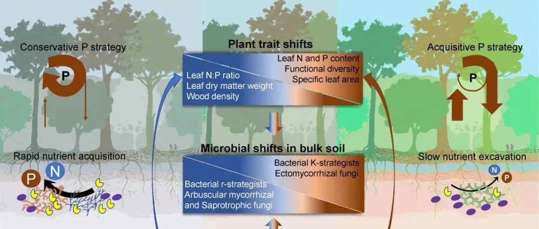 土壤氮磷限制丨GLOBAL CHANGE BIOL：植物功能性状决定热带雨林土壤中微生物对养分有效性的响应