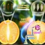 西南大学曾凯芳/姚世响团队发现柑橘枯水关键基因CitNSF1并阐明其调控机制