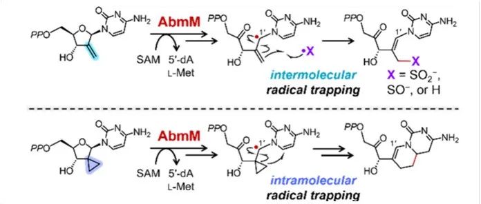 阅读 JACS丨抗生素albomycin&#160;δ2生物合成中自由基中间体的捕捉