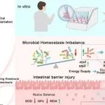 ACS Nano | 山东第二医科大学晁代勇等团队研究为炎症性肠病的MOF-益生菌联合治疗提供理论依据