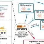 Hepatology | 王杰/李尹雄/袁声贤团队发现肝星状细胞中同时促进肝再生和抑制肝纤维化的靶基因Lhx2