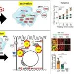 Hepatology | 廖采苓研究发现血小板来源的线粒体通过细胞外囊泡调节非酒精性脂肪性肝炎的脂质代谢