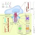 中国科大公泽/姜洪源教授团队《Commun. Phys.》：揭示了钙离子跨膜运输增强癌细胞伪足振荡生长