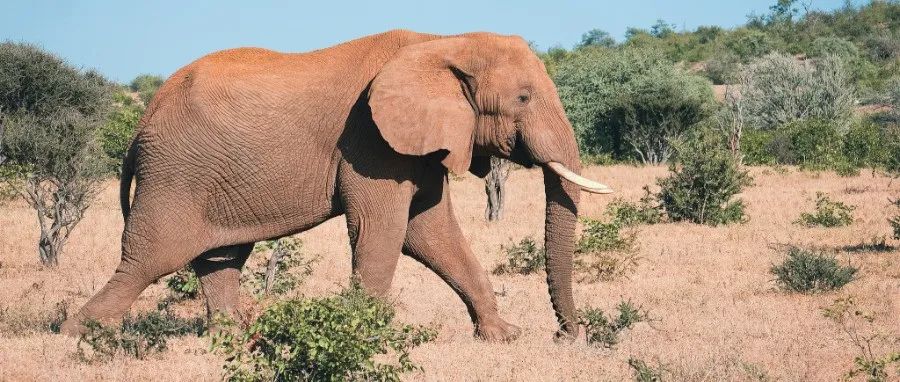 两个濒危物种的休戚与共：非洲乌木的命运取决于森林象｜Science Advances精选