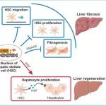 Hepatology | 王杰/李尹雄/袁声贤团队发现肝星状细胞中同时促进肝再生和抑制肝纤维化的靶基因Lhx2