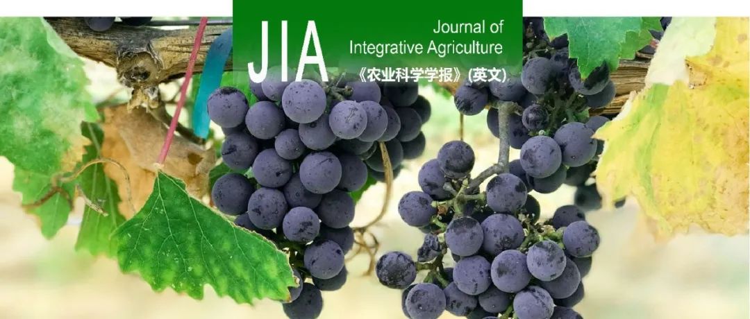 JIA | 西北农林科技大学房玉林教授团队通过生理和转录组学分析揭示五个葡萄品种在高温下的抗旱性差异