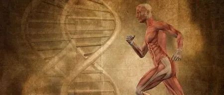 人类直立行走之谜，今日《自然》有了两个重要发现