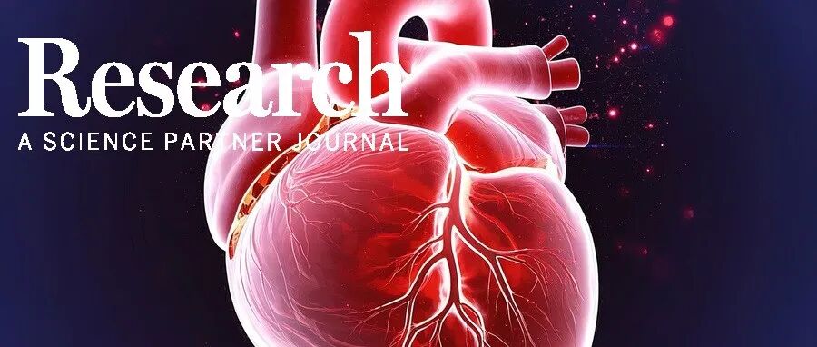 Research|乳酸驱动MICU3促进NETs形成，干预心肌I/R损伤的新靶点—南京中医药大学张宏如团队新进展