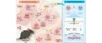 The Innovation | 青蒿素通过JAK2-STAT3通路调控疟疾感染宿主中CD8&#8314;GZMB&#8314; T细胞的免疫稳态